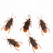 Jewelry WholesaleWholesale whole cockroach simulation cockroach toy random JDC-FT-ChaoS003 fidgets toy 潮速 %variant_option1% %variant_option2% %variant_option3%  Factory Price JoyasDeChina Joyas De China