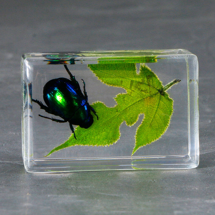 Wholesale Transparent Resin Real Green Leaf Insect Specimens MOQ≥5 JDC-IS-DongB006