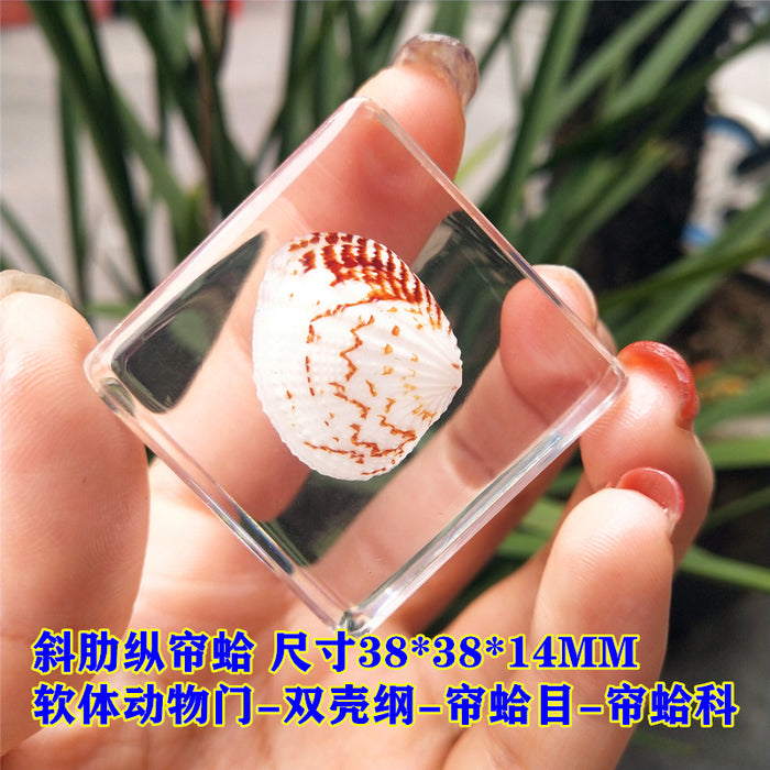 Wholesale Insect Specimen Resin Ornaments JDC-IS-YEQ003