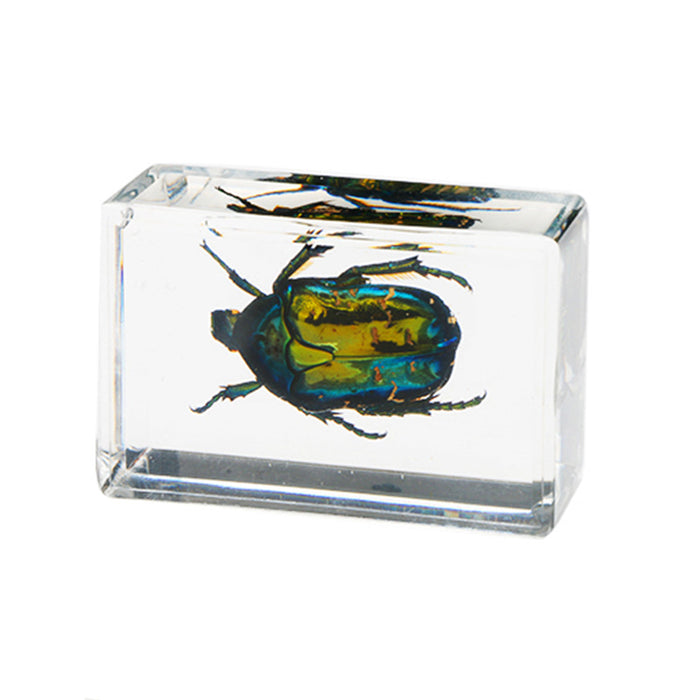 Wholesale Resin Real Insect Specimens MOQ≥5 JDC-IS-DongB001