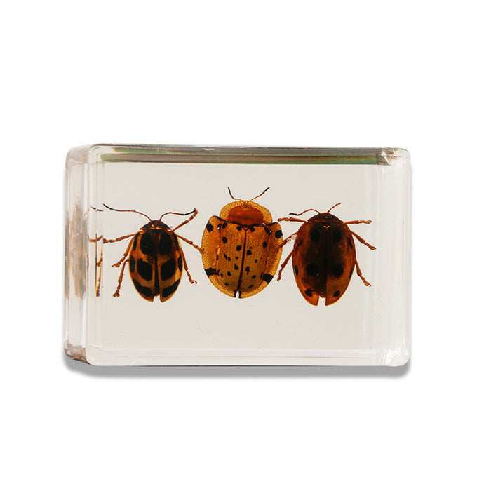 Wholesale Transparent Resin Real Insect Specimen MOQ≥3 JDC-IS-DongB005