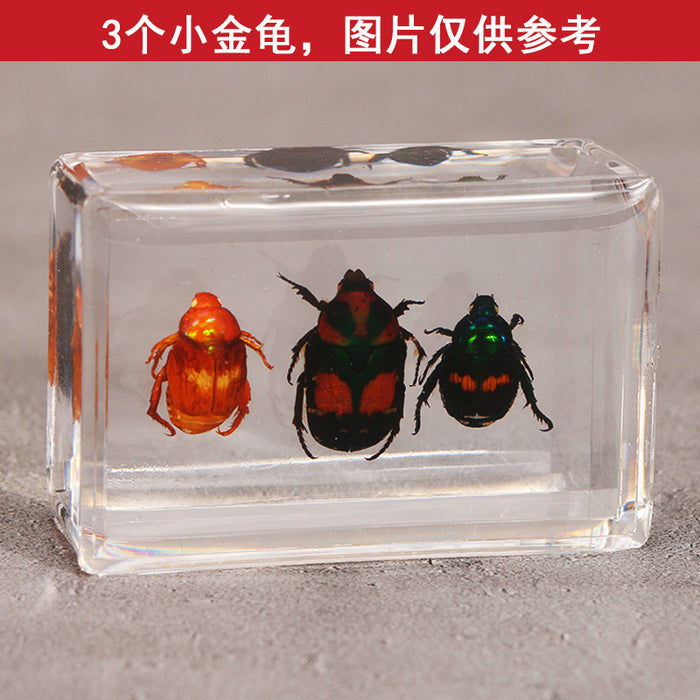 Wholesale Transparent Resin Real Insect Specimen MOQ≥3 JDC-IS-DongB005