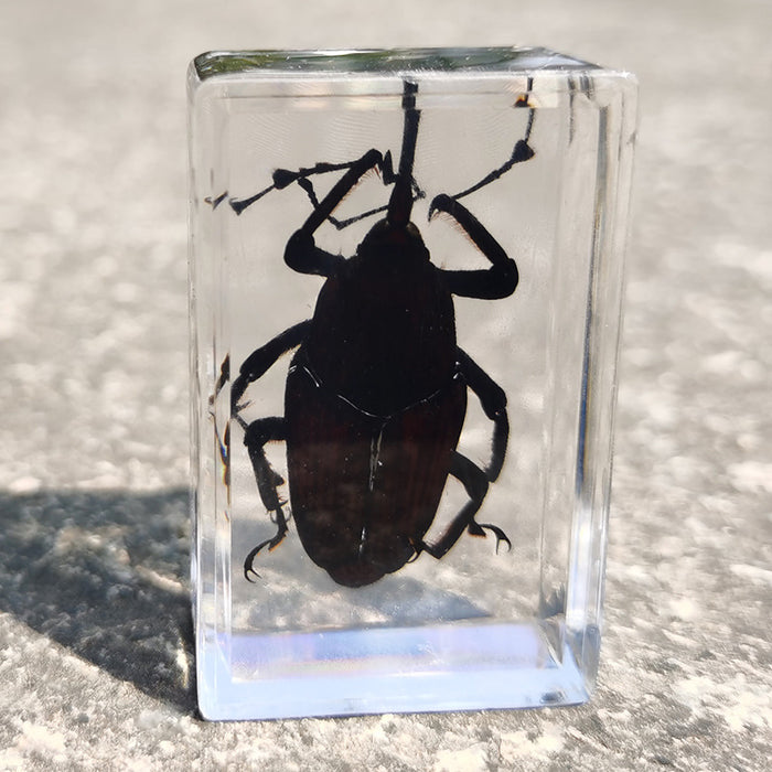 Wholesale Resin Real Insect Specimens MOQ≥5 JDC-IS-DongB001