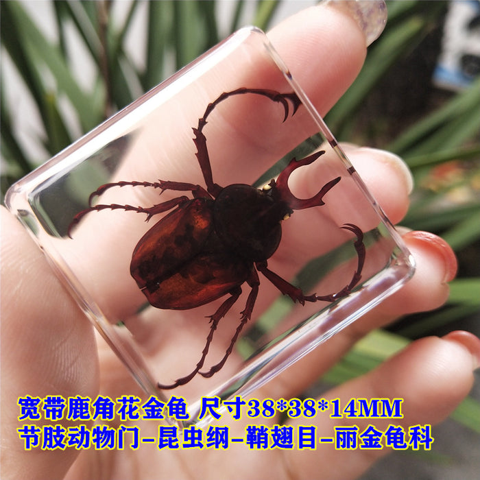 Wholesale Insect Specimen Resin Ornaments JDC-IS-YEQ001