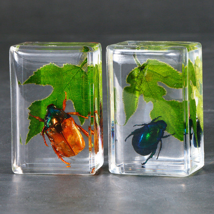 Wholesale Transparent Resin Real Green Leaf Insect Specimens MOQ≥5 JDC-IS-DongB006