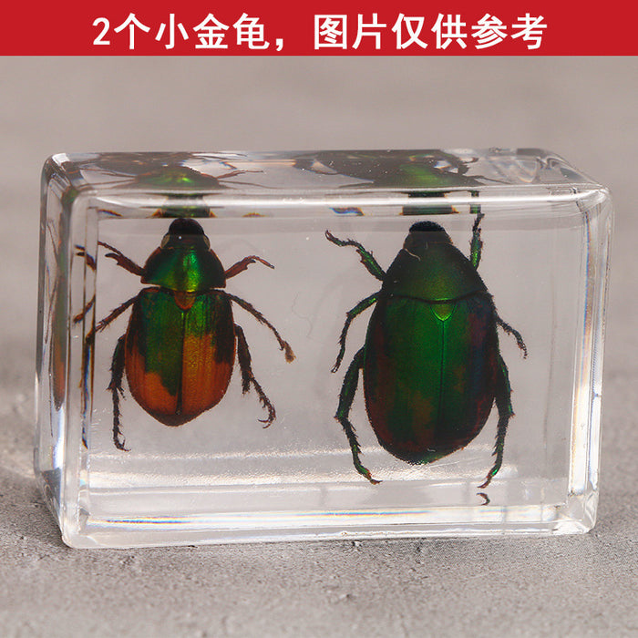 Wholesale Transparent Resin Real Insect Specimen MOQ≥3 JDC-IS-DongB005