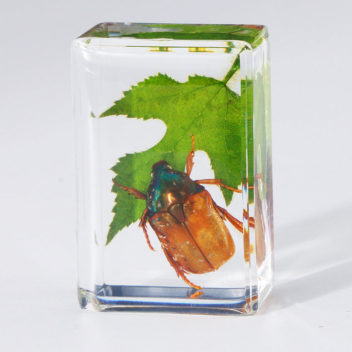 Wholesale Transparent Resin Real Green Leaf Insect Specimens MOQ≥5 JDC-IS-DongB006