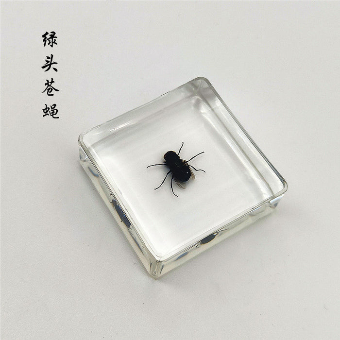 Wholesale Insect Specimen Resin Ornaments JDC-IS-YEQ001