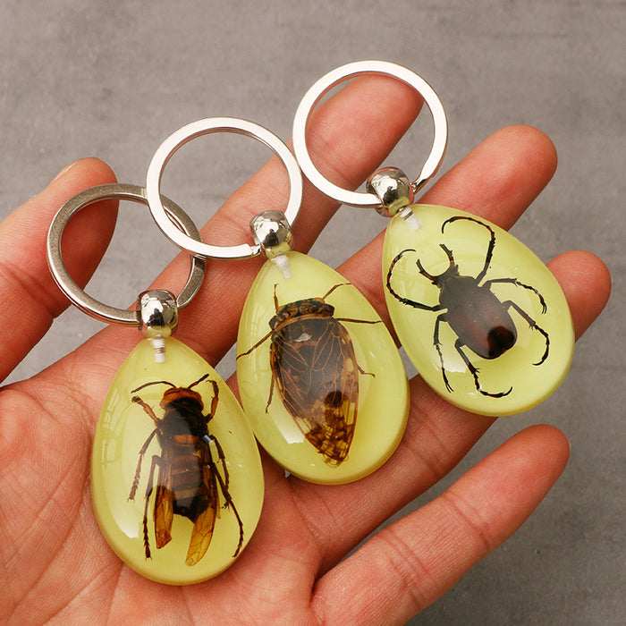 Wholesale Resin Real Insect Specimen Luminous Keychain MOQ≥3 JDC-IS-DongB003