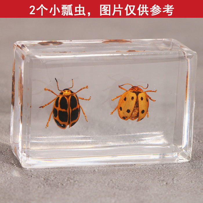 Wholesale Transparent Resin Real Insect Specimen MOQ≥3 JDC-IS-DongB005