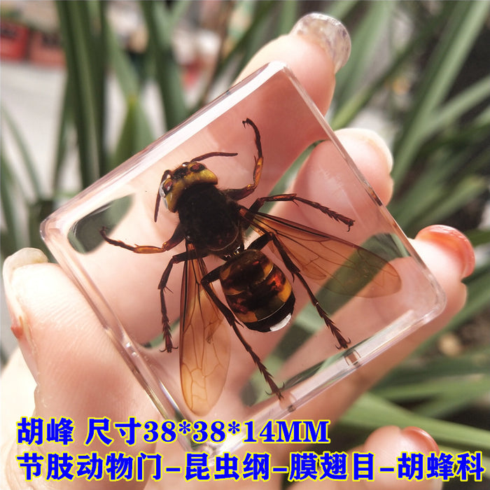 Wholesale Insect Specimen Resin Ornaments JDC-IS-YEQ001