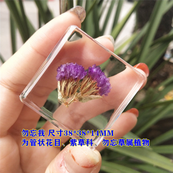 Wholesale Insect Specimen Resin Ornaments JDC-IS-YEQ003