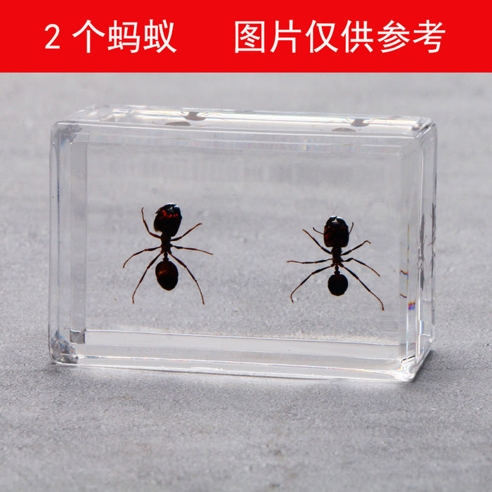 Wholesale Transparent Resin Real Insect Specimen MOQ≥3 JDC-IS-DongB005