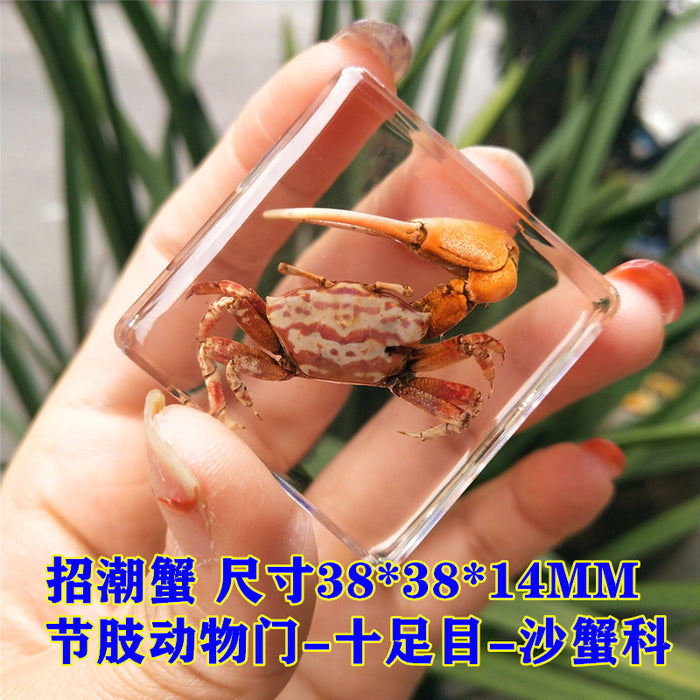 Wholesale Insect Specimen Resin Ornaments JDC-IS-YEQ001