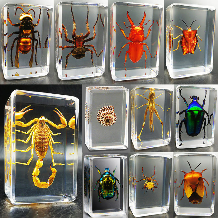 Wholesale Resin Real Insect Specimens MOQ≥5 JDC-IS-DongB001