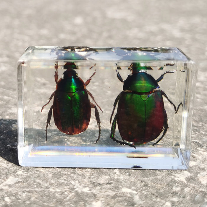 Wholesale Transparent Resin Real Insect Specimen MOQ≥3 JDC-IS-DongB005