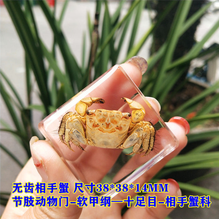 Wholesale Insect Specimen Resin Ornaments JDC-IS-YEQ001