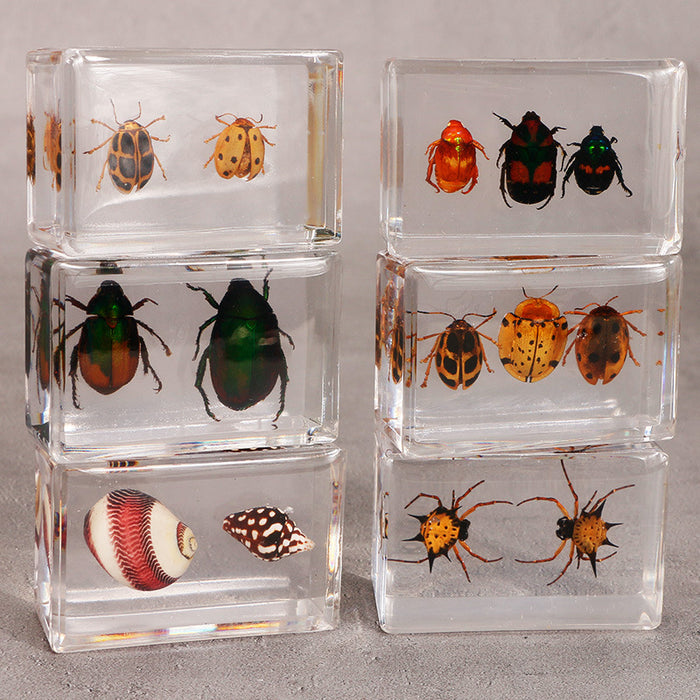 Wholesale Transparent Resin Real Insect Specimen MOQ≥3 JDC-IS-DongB005