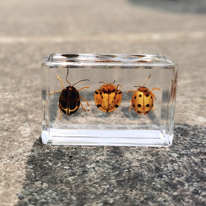 Wholesale Transparent Resin Real Insect Specimen MOQ≥3 JDC-IS-DongB005