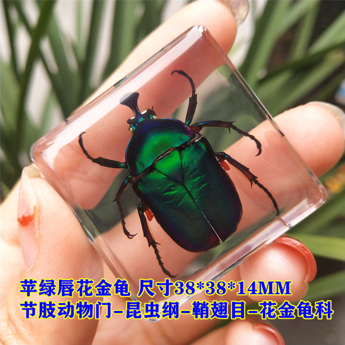 Wholesale Insect Specimen Resin Ornaments JDC-IS-YEQ003